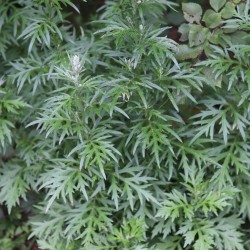 Mugwort - Seeds