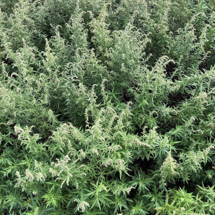 Mugwort - Seeds