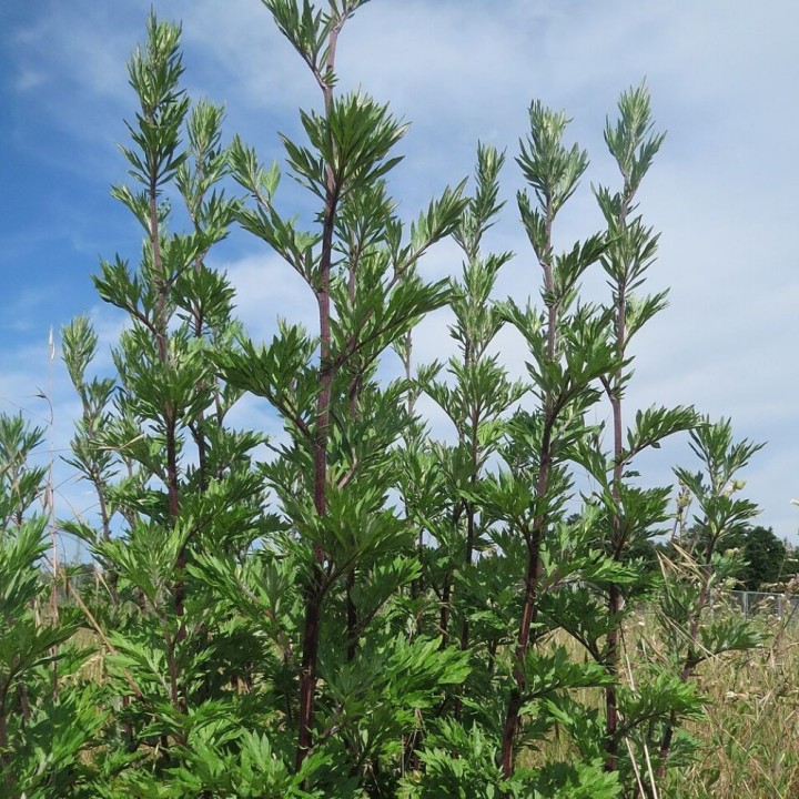 Mugwort - Seeds