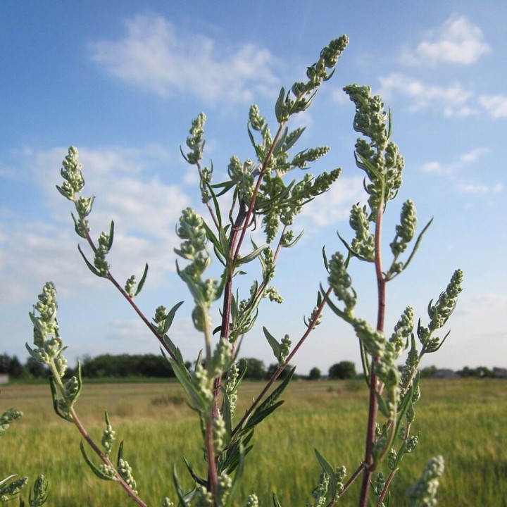Mugwort - Seeds