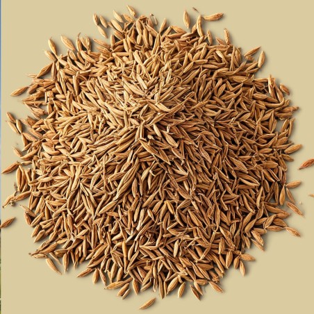 Cumin - Seeds
