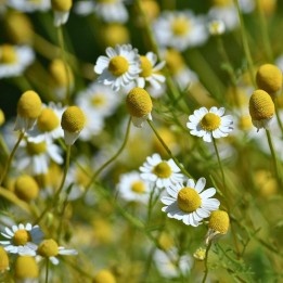 German chamomile - Seeds
