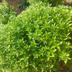 Basil, Lemon - Seeds