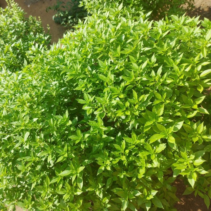 Basil, Lemon - 200 seeds