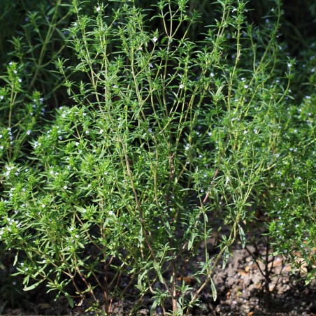 Summer savory - 1200 seeds