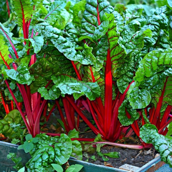 Swiss chard, Red - 60 seeds
