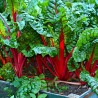 Swiss chard, Red - Seeds