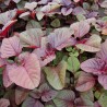 Amaranth, Red - Seeds