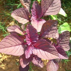 Amaranth, Red - Seeds