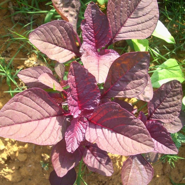 Amaranth - 400 seeds