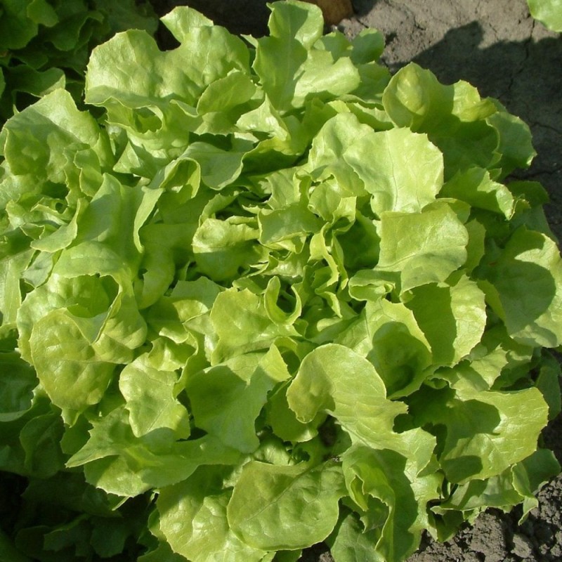 Lettuce, Green oak leaf - seeds