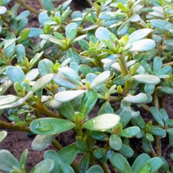 Purslane - 2000 seeds
