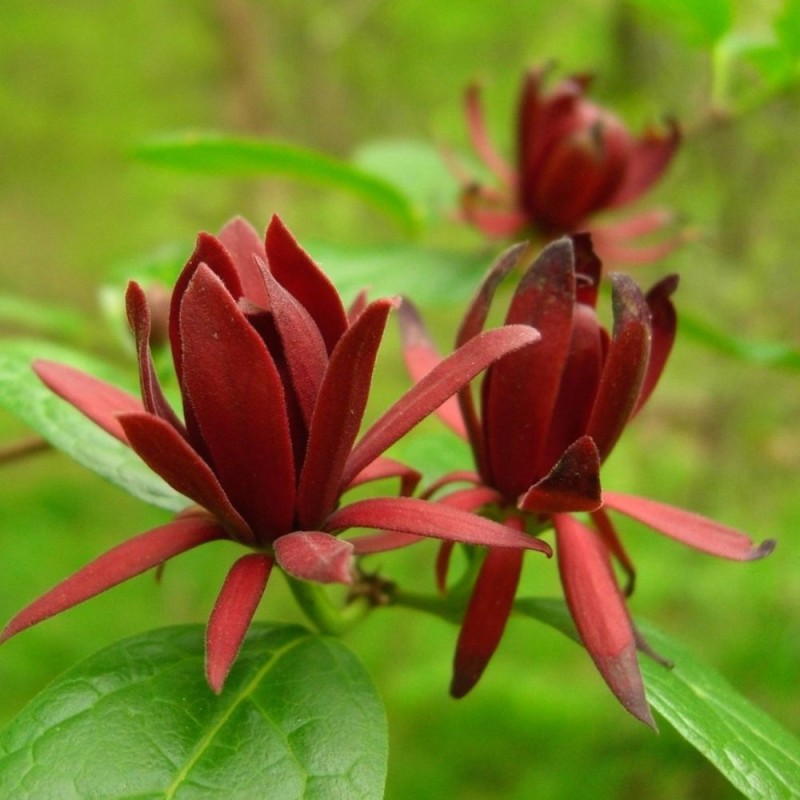 Calycanthus floridus - Seeds