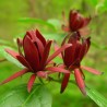 Calycanthus floridus - Seeds
