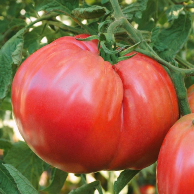 Tomato Ciccio - Seeds