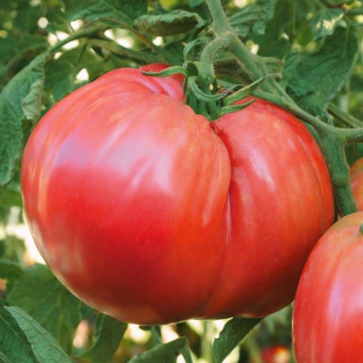 Tomato Ciccio - Seeds
