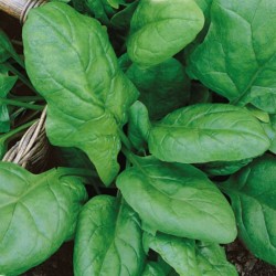 Spinach, Matador (Organic) - Seeds