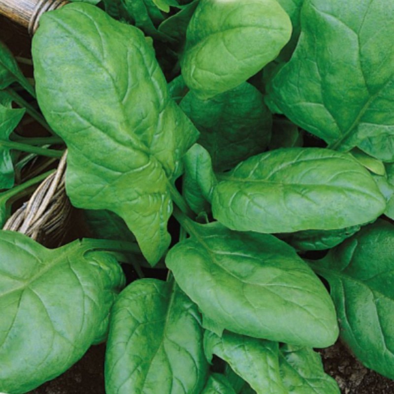 Spinach, Matador (Organic) - Seeds