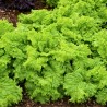 Lettuce, Australian Yellow - Seeds