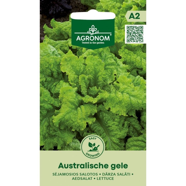 Lettuce, Red oak leaf - 800 seeds
