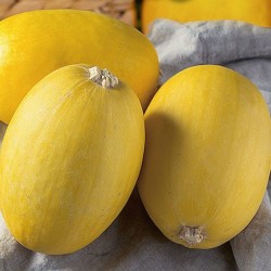 Zucchini, Baby Spaghetti - Seeds