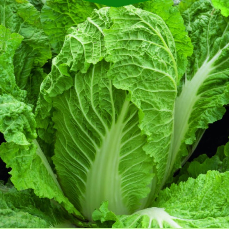 Chinese cabbage Bristol - Seeds