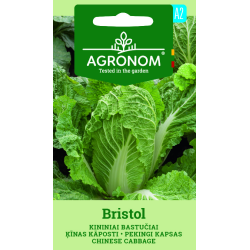 Chinese cabbage Bristol - Seeds