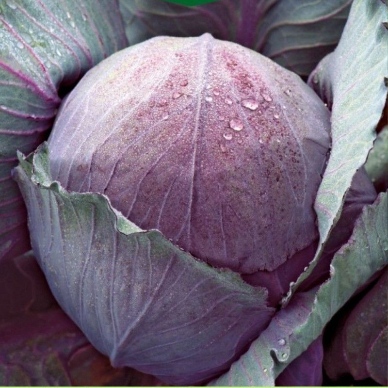 Cabbage Red Rufus - Seeds