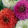 Zinnia Сalifornia Giants - Seeds