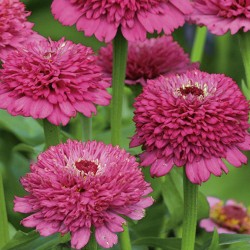 Zinnia Zinderella Púrpura - Seeds