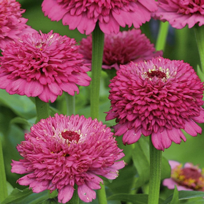 Zinnia Zinderella Púrpura - Seeds