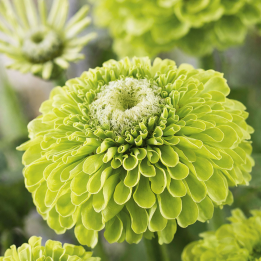 Zinnia Envy - Seeds