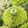 Zinnia Envy - Seeds