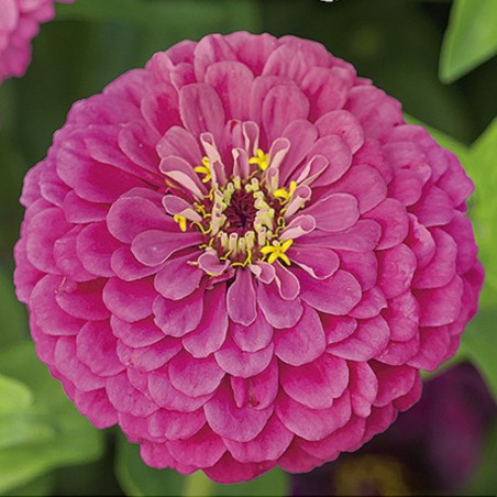 Zinnia Dream - Seeds