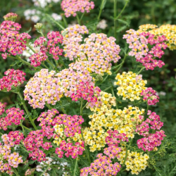 Yarrow Pastels F2 - Seeds