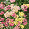 Yarrow Pastels F2 - Seeds