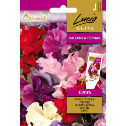 Sweet pea, Ruffled - Seeds