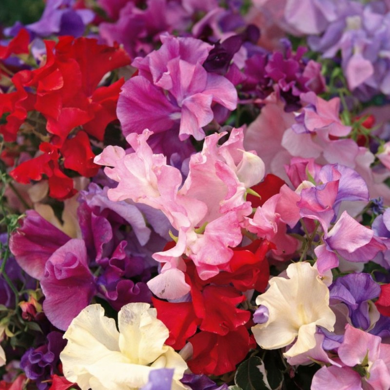 Sweet pea, Ruffled - Seeds