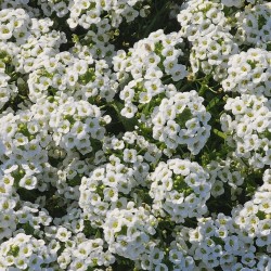 Sweet Alyssum - Seeds