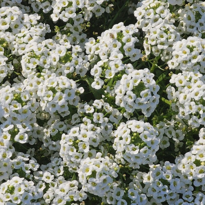 Sweet Alyssum seeds (Lobularia maritima)