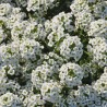 Sweet Alyssum - Seeds