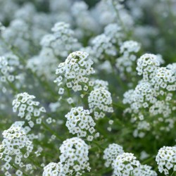 Sweet Alyssum - Seeds