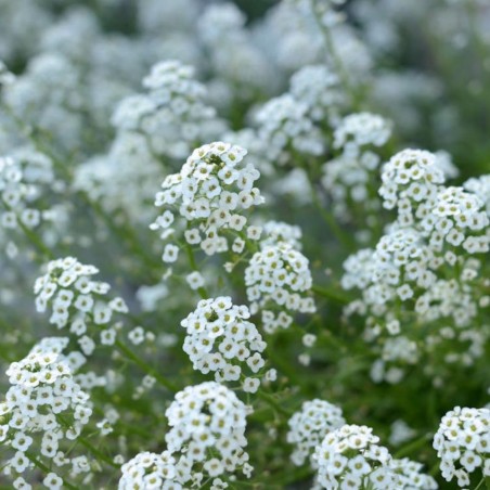 Sweet Alyssum - Seeds