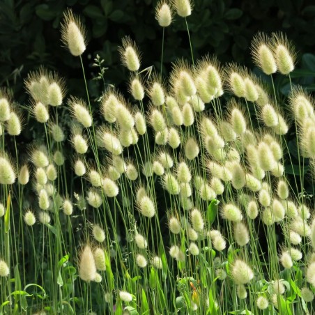 Rabbit's Tail Grass - Seeds