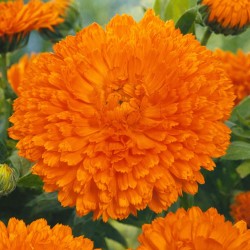 Pot Marigold Orange Gitana - Seeds
