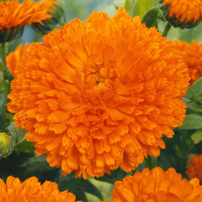 Pot Marigold Orange Gitana - Seeds