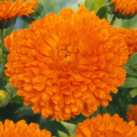 Pot Marigold Orange Gitana - Seeds