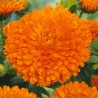 Pot Marigold Orange Gitana - Seeds