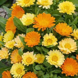 Pot Marigold Citrus Mixture - Seeds