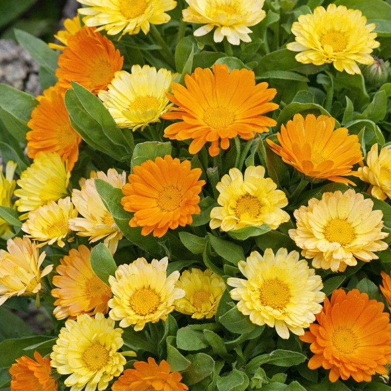 Pot Marigold Citrus Mixture - Seeds